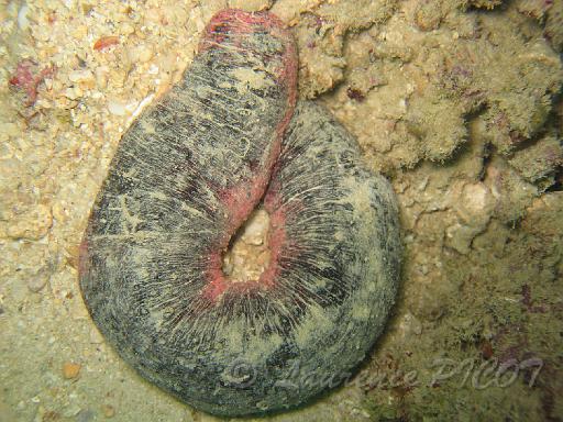 Holothurie rose - Holothuria edulis.JPG